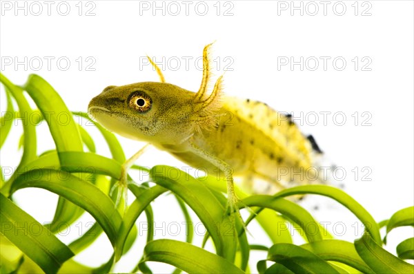 Great northern crested newt