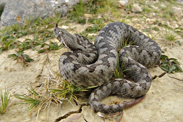 Nose-horned Viper