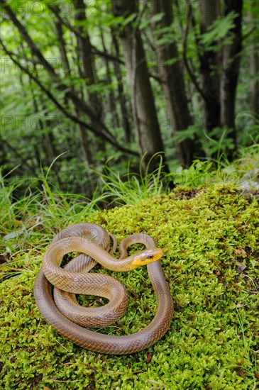 Aesculapian Snake