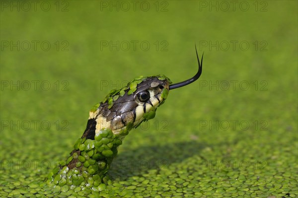 Grass snake