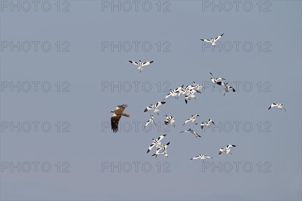 Western western marsh-harrier