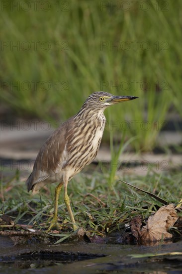 Chinese Pond-heron