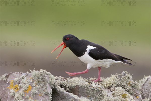 Eurasian Oystercatcher