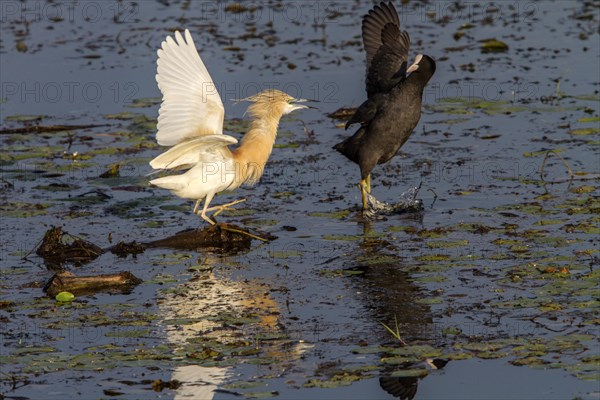 Aggression between Squacco Heron and Eurasian Coot