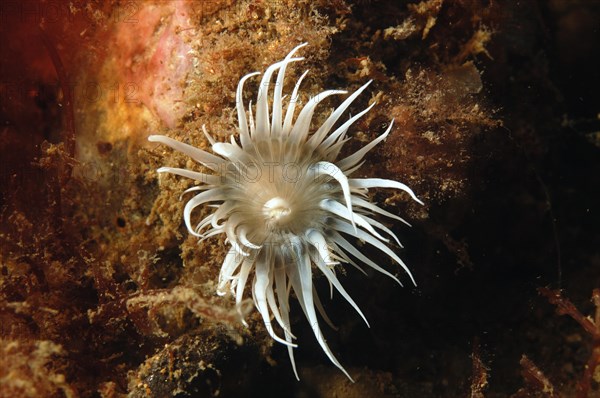 Sea anemone