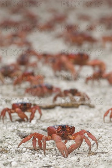 Christmas island red crab