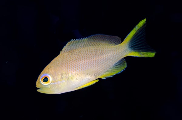 Randall's Anthias