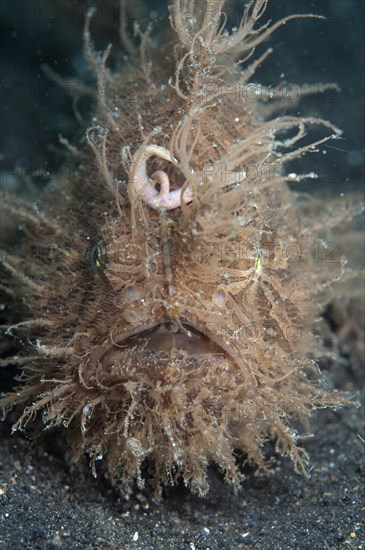 Striated frogfish