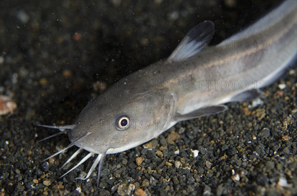 Striped Catfish