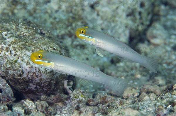 Golden-fronted Sand Goby