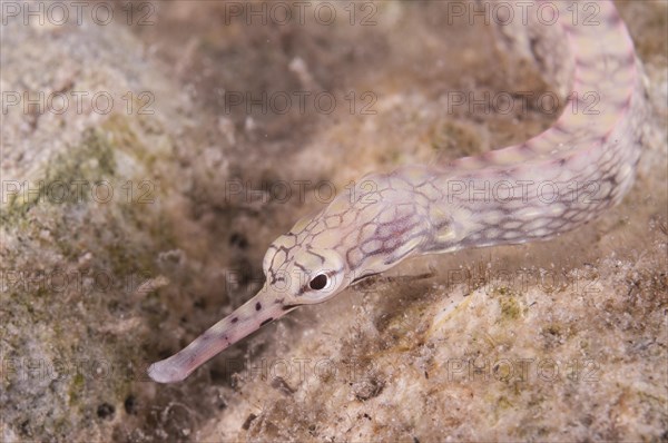 Lying pipefish