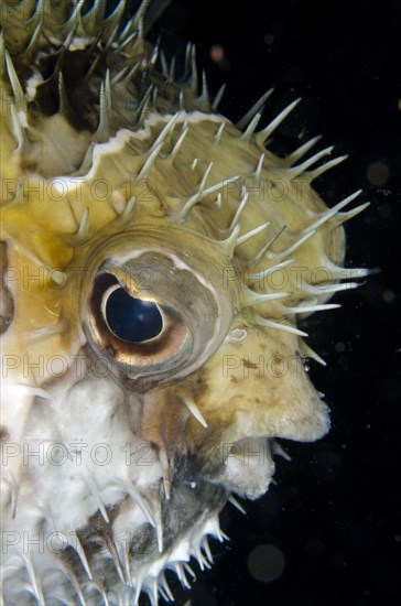 Black-spotted black-blotched porcupinefish