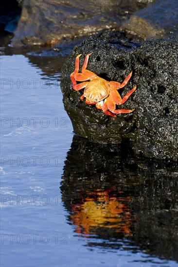 Sally Lightfoot Crab