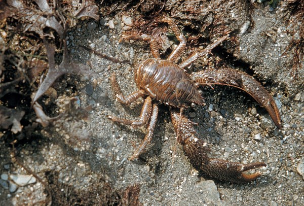 Brown furrow crab