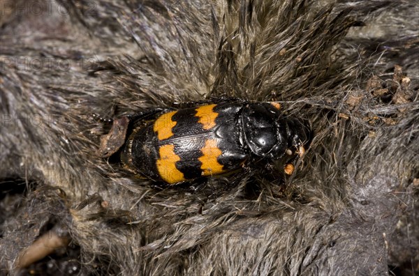 Burying Beetle