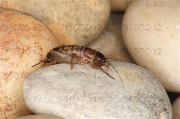 Scaly Cricket