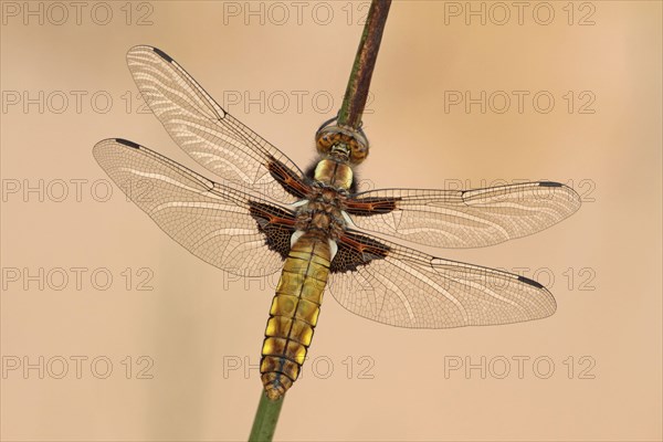 Broad-bodied Chaser