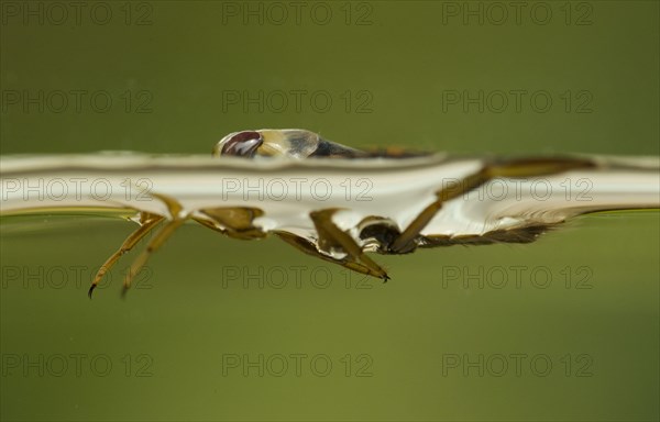 Common Water Boatman