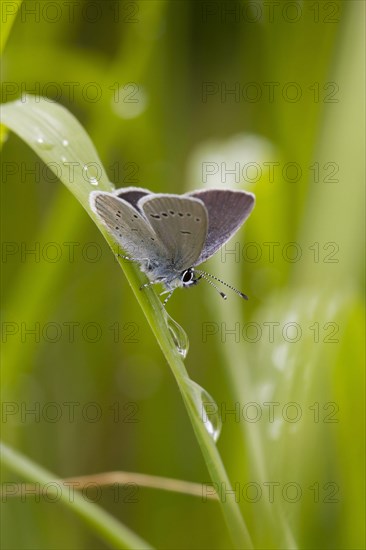 Small blue butterfly