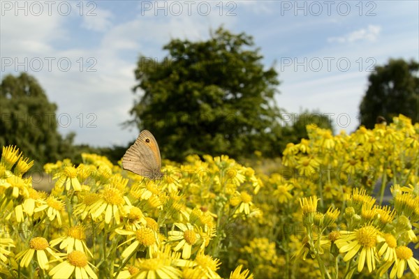 Meadow Brown