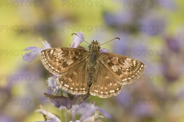 Dingy skipper