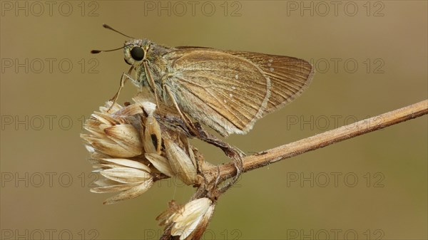 Skipper butterfly