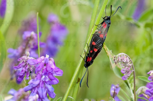 Five-spot burnet