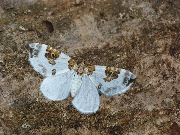 Blue-bordered Carpet