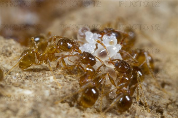 Adult Mediterranean dimorphic ant