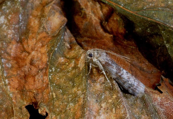 Dotted Oak Knot-horn