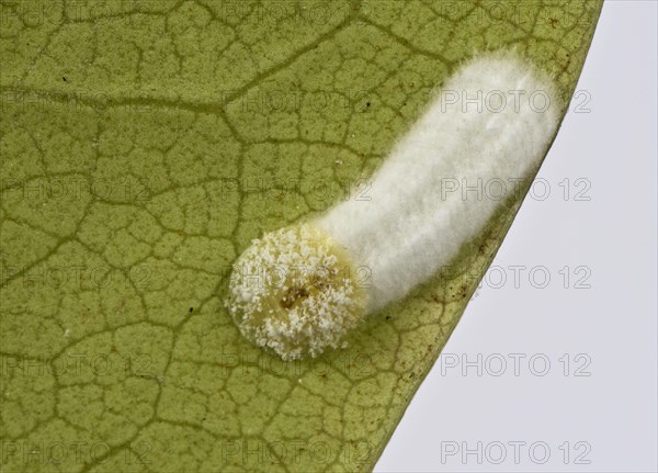 Cushion scale insect