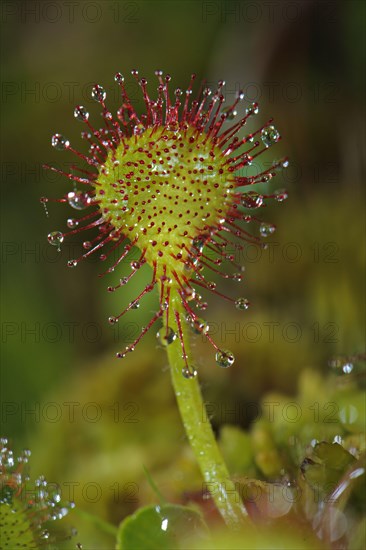 Round-leaved Sundew