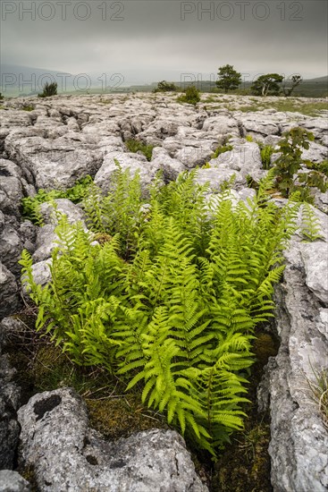 Rigid Buckler Fern