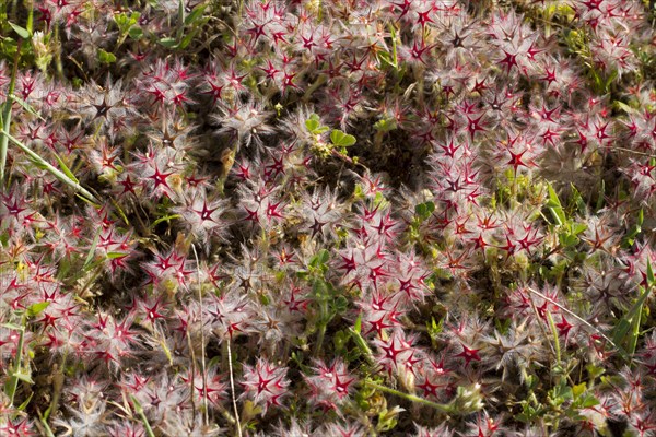 Starry clover