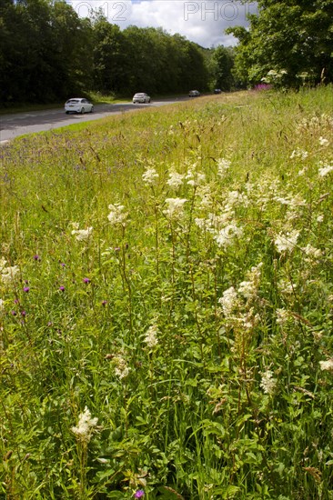 Meadowsweet