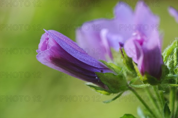 Common common mallow