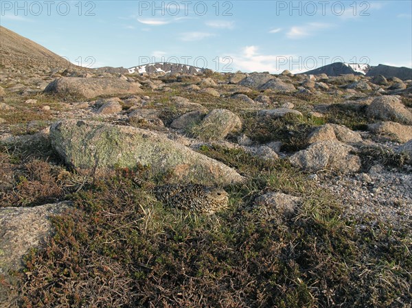 Rock Ptarmigan