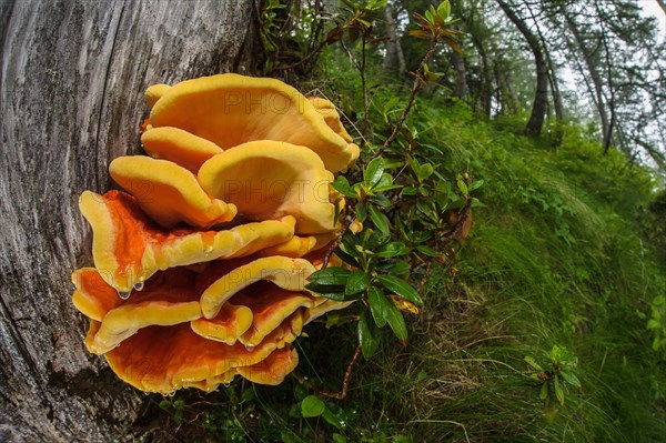 Fruiting bodies of wood grouse