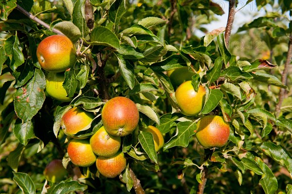 Cultivated Apple