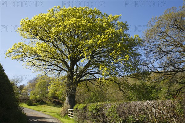 Sessile oak