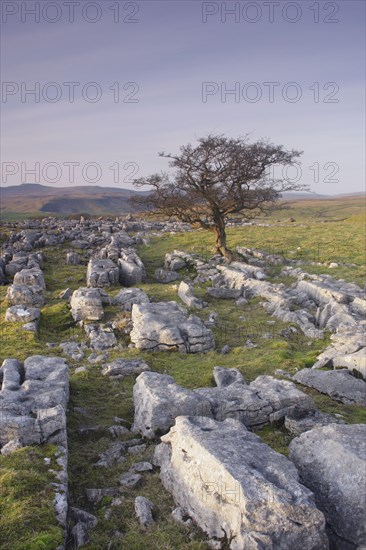 Limestone cliffs and withered common hawthorn