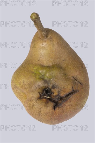 Fruit deformity on Doyenne du Comice pear caused by pear stone virus