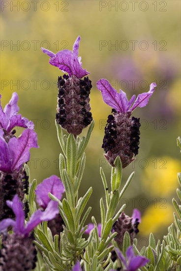 French Lavender