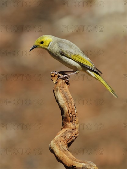 White-plumed Honeyeater