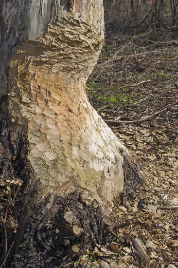 Thick tree trunk with tooth marks from gnawing by the european beaver
