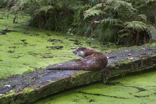 European european otter