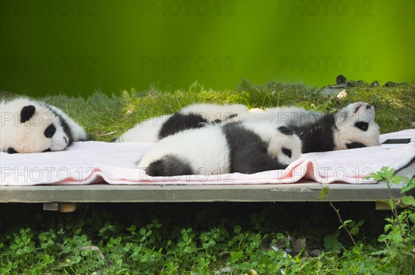 Baby Pandas in the Chengdu Giant Panda Breeding Center