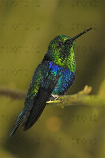 Green-crowned nymph