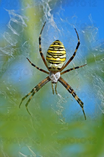 Wasp spider