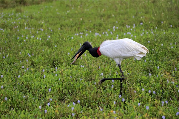 Jabiru